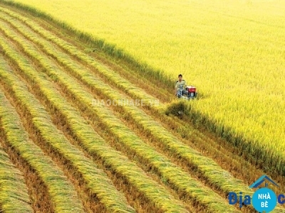 Bán đất trồng lúa xã Phước Vĩnh Tây