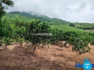 Bán đất trồng cây xã Phước Vĩnh Tây huyện Cần Giuộc