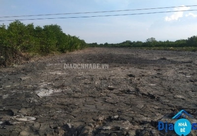 Bán đất lúa xã An Thới Đông Cần Giờ