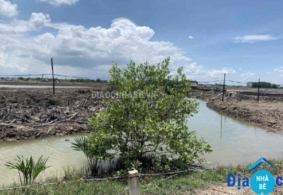 Bán đất lúa xã Lý Nhơn Cần Giờ