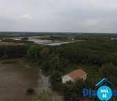 Bán đất lúa Phước Vĩnh Đông Cần Giuộc 1500m2 - ảnh 1