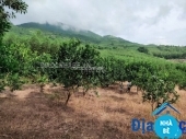 Bán đất trồng cây xã Phước Vĩnh Tây huyện Cần Giuộc - ảnh 1